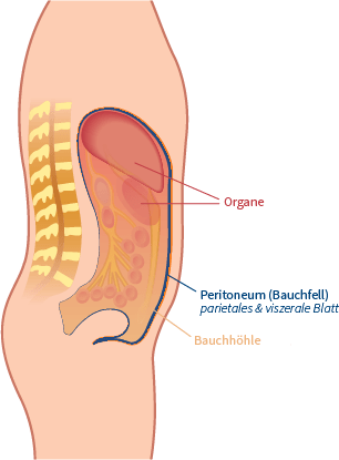 Illustration des Bauchs mit Peritoneum (Bauchfell)