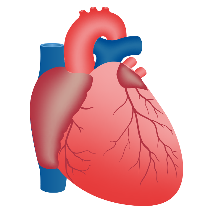 Herz Organ Grafik